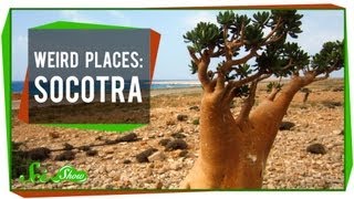 Weird Places Socotra [upl. by Elem]