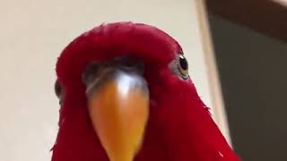 Red bird laughing meme HD [upl. by Adnohr]