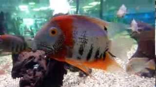 Heros Severus Severum [upl. by Bradney]