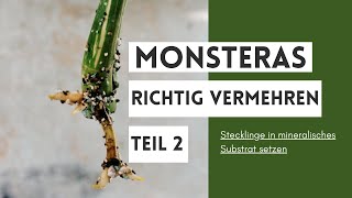 Vermehrung der Monstera deliciosa variegata Teil 2  Stecklinge in mineralisches Substrat setzen [upl. by Eelitan]