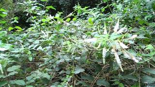 Aloysia virgata Almond Bush [upl. by Nilkcaj]