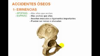 🥇 REPAROS ANATÓMICOS ÓSEOS  Detalles diferencias [upl. by Nywloc593]