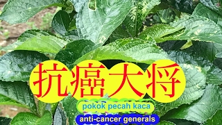 黑面将军治子宮肌瘤、防癌、抗癌、治癌。pokok pecah kaca 。 Black face general [upl. by Harod]