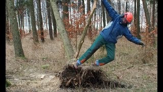 Extrem gefährlich Hängenden Baum fällen Nie wieder auf diese Art [upl. by Eigriv]