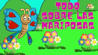 LAS MARIPOSAS para niñosTODO SOBRE LAS MARIPOSASESPAÑOLincluye adivinanza y poesía [upl. by Lowery185]