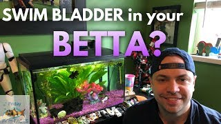 HOW TO TREAT A BETTA WITH SWIM BLADDER DISEASE [upl. by Adnarym999]