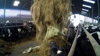 Feeding cows bale silage [upl. by Uot564]