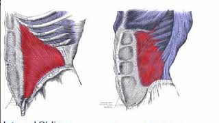 Two Minutes of Anatomy Internal and External Obliques [upl. by Anella]