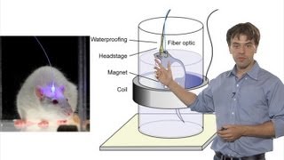 Microscopy Optogenetics Karl Deisseroth [upl. by Ylloh513]