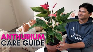 Anthurium Plant Care Tips  Best tips for Long Lasting Flowers [upl. by Yerffej59]