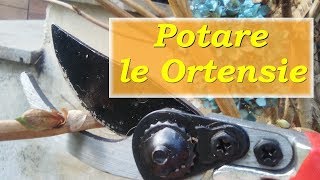 POTARE LE ORTENSIE [upl. by Einnaf]