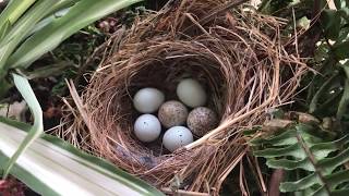 Cowbird eggs found in my finch nest [upl. by Rutan]