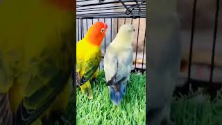 Love birds beautyredheaded opalionlove birdstropical birdslovebird careshorts peedviralshort [upl. by Edras205]