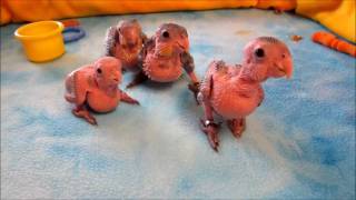 Baby Caique Parrots 15 weeks old [upl. by Nnaeel]