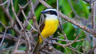 Beautiful brazilian Bird relaxing on a tree  Great kiskadee  Bemtevi  Benteveo [upl. by Simmie523]