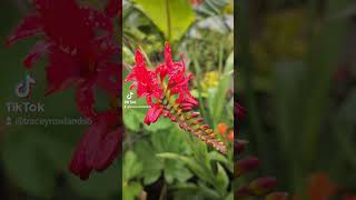 My Garden in BRITISH SUMMER 2024 🌿🌴🌺 [upl. by Arlene]