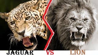 Jaguar VS Lion  Jaguar Vs Lion Who Would Win [upl. by Atauqal]