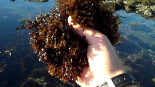 Irish Moss Chondrus crispus with Tidepool Tim of Gulf of Maine Biological Supply [upl. by Atikihc]