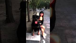 Quick Obedience Training for Your Dog Dog DogTraining TrainingTips [upl. by Long]