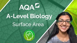 AQA A Level Biology Surface Area to Volume Ratio [upl. by Ydnor]