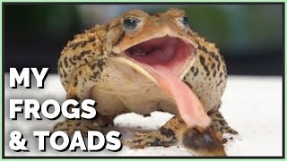 English common toad careset up [upl. by Oirasor]