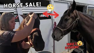 Specialty Missouri TRAIL HORSE SALE  YOU DONquotT WANT TO MISS THIS [upl. by Kaete]