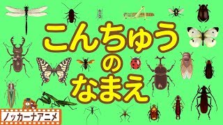 昆虫 の なまえ★カブトムシ・クワガタムシ・カマキリ★昆虫 いっぱい 子供向けアニメ★赤ちゃん向け知育動画 Insects animation for kids [upl. by Recor]