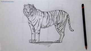 DRAW A TIGER  Easy stepbystep drawing lesson for beginners on how to draw a tiger [upl. by Aibar]