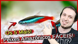 Os 5 Peixe Amazônicos mais FÁCEIS para AQUÁRIO [upl. by Guglielma]