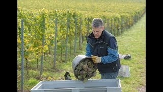 Weinlese im UniWeinberg 2017  Vom Weinberg in das Fass [upl. by Levy]