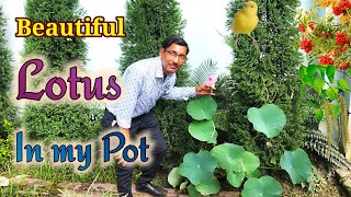 Grow Lotus in Pots  Full video from Seedling to Bloom [upl. by Rahmann]