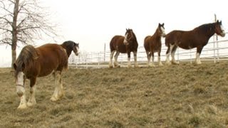 Super Bowls Baby Clydesdale A Budweiser Story  Nightline  ABC News [upl. by Fawna197]