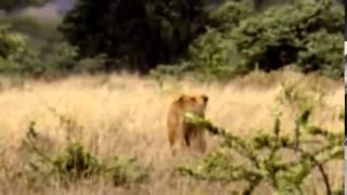 Documental de Leones La vida de los Leones Documental para ver en Familia NatGeo 480p [upl. by Elatnahs]