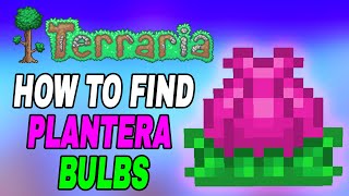 Terraria How To Find Planteras Bulb Easy Fast Tutorial [upl. by Valente]