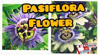 Beautiful Passiflora Flower [upl. by Noxin995]