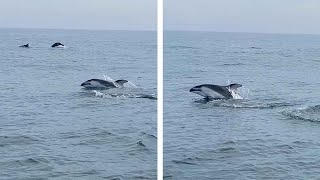 Sea Lion Sneaks Into Dolphin Pod And Swims With Them [upl. by Garett610]