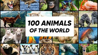 100 Animals of the World Learning the Different Names and Sounds of the Animal Kingdom  KidsZoneTV [upl. by Amaras]