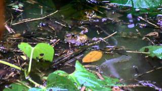 Spadefoot Toad Calling [upl. by Hilel536]