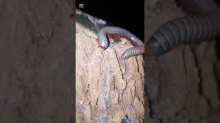 Millipede Animal millipede giantmillipedes cuteanimals wildlife funny centipede animals [upl. by Marguerita857]