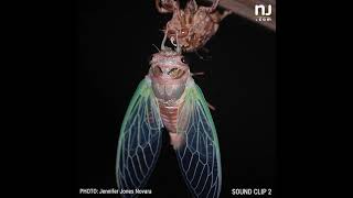 Sounds of annual summer cicadas in NJ [upl. by Nuy412]