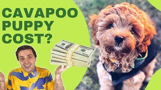 How Much Does a Cavapoo Cost Cavoodle and Cavapoo Price [upl. by Htebsil]