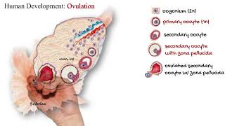 Human Development Ovulation [upl. by Ivey]