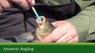 How to unhook a fish safely [upl. by Qiratla607]