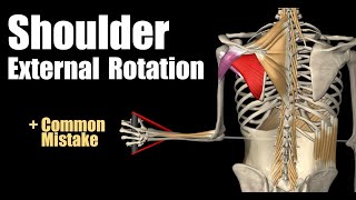 Shoulder External Rotation With Cable [upl. by Idonah570]