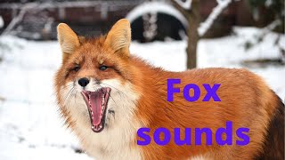 Fox sounds at night  fox noises fox screaming at night [upl. by Lezlie829]