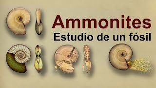 Ammonites Estudio de un fósil del Cretácico Divulgación [upl. by Matthaeus]