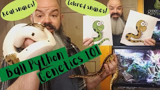 Ball Python Genetics 101  morphs genes breeding [upl. by Ettenal]