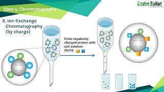 Protein Purification [upl. by Ruvolo]