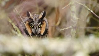 Long Eared Owl [upl. by Gideon]