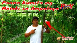 SEKRETO SA AMPALAYA FARMING  Masaganang Harvest [upl. by Ming774]